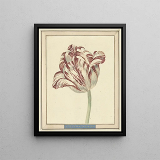 Tulip named Bisar Cardinal de Fleuri - Daniel Marot the Younger — framed artwork on a wall