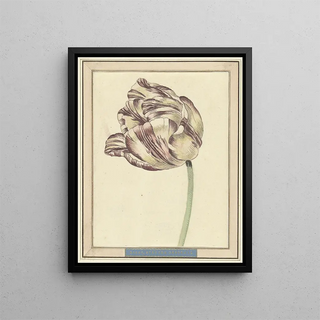 Danil Marot the younger - Tulp met de naam Bisar Staaten Generaal.webp