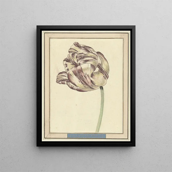 Tulip named Bisar Staaten Generaal - Daniel Marot the Younger — framed artwork on a wall
