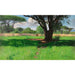 Reproduction of the painting in the East African savannah - Wilhelm Kuhnert