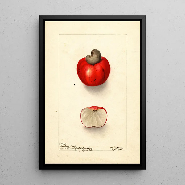 Anacardium occidentale - Deborah Griscom Passmore — framed artwork on a wall