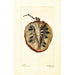 Annona cherimola - Deborah Griscom Passmore — artwork view