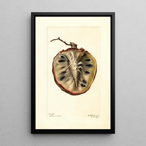 Annona cherimola - Deborah Griscom Passmore — framed artwork on a wall