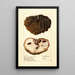 Reproduction of the painting Annona squamosa Anona No - Deborah Griscom Passmore