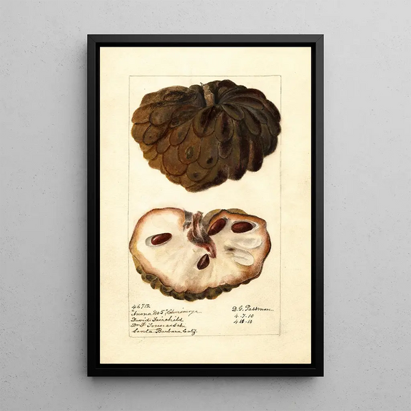 Reproduction of the painting Annona squamosa Anona No - Deborah Griscom Passmore