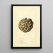 Reproduction of the painting Annona squamosa Sweet Sop - Deborah Griscom Passmore