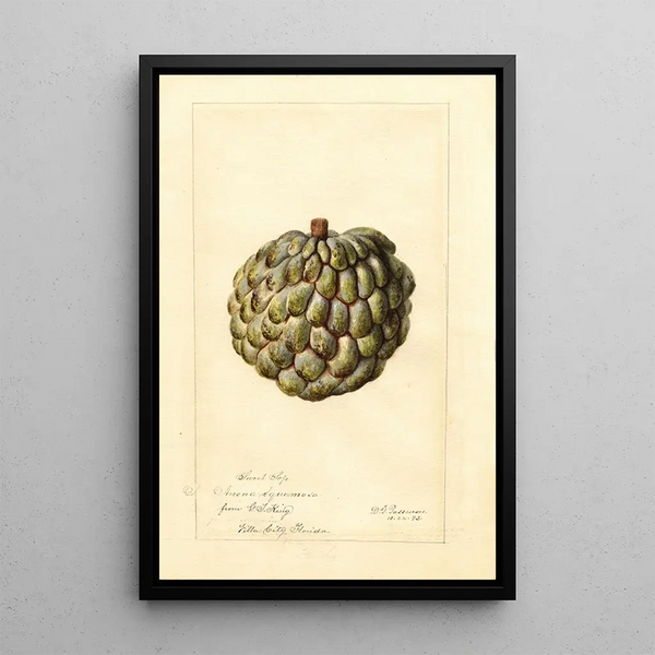 Reproduction of the painting Annona squamosa Sweet Sop - Deborah Griscom Passmore