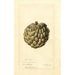 Reproduction of the painting Annona squamosa Sweet Sop - Deborah Griscom Passmore