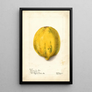 Deborah Griscom Passmore - Carica papaya.webp