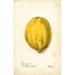 Reproduction of the painting Carica papaya - Deborah Griscom Passmore