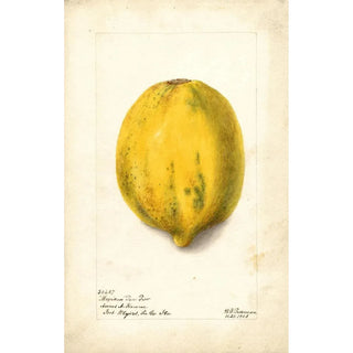 Deborah Griscom Passmore - Carica papaya.webp