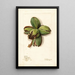 Reproduction of the painting Carya Frotscher - Deborah Griscom Passmore