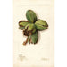 Reproduction of the painting Carya Frotscher - Deborah Griscom Passmore