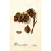 Reproduction of the painting Carya Swamp - Deborah Griscom Passmore
