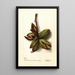 Reproduction of the painting Carya Van Deman - Deborah Griscom Passmore