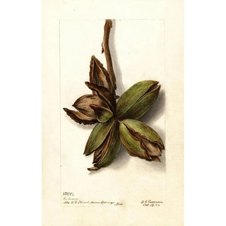 Deborah Griscom Passmore - Carya Van Deman.webp