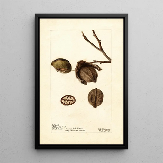 Deborah Griscom Passmore - Carya Wilson Hybrid.webp