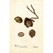 Reproduction of the painting Carya Wilson Hybrid - Deborah Griscom Passmore