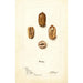 Carya illinoinensis Sovereign - Deborah Griscom Passmore — artwork view