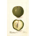 Casimiroa edulis - Deborah Griscom Passmore — artwork view
