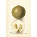 Casimiroa edulis Zapota Blanco - Deborah Griscom Passmore — artwork view
