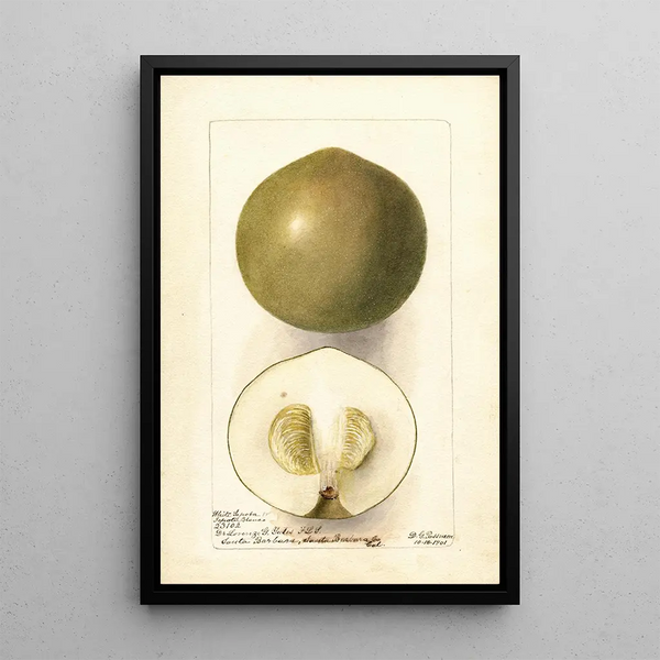 Casimiroa edulis Zapota Blanco - Deborah Griscom Passmore — framed artwork on a wall