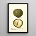Casimiroa edulis - Deborah Griscom Passmore — framed artwork on a wall