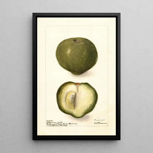 Casimiroa edulis - Deborah Griscom Passmore — framed artwork on a wall
