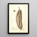 Cecropia palmata - Deborah Griscom Passmore — framed artwork on a wall