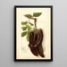 Reproduction of the painting Ceratonia siliqua L - Deborah Griscom Passmore