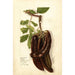 Reproduction of the painting Ceratonia siliqua L - Deborah Griscom Passmore