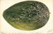 Citrullus lanatus Turkestan - Deborah Griscom Passmore — artwork view