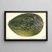 Citrullus lanatus Turkestan - Deborah Griscom Passmore — framed artwork on a wall