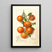 Citrus Calamondian - Deborah Griscom Passmore — framed artwork on a wall