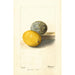 Citrus lemon - Deborah Griscom Passmore — artwork view