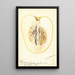 Reproduction of the painting Citrus medica Commercial Lemon - Deborah Griscom Passmore