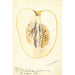 Reproduction of the painting Citrus medica Commercial Lemon - Deborah Griscom Passmore