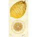 Citrus medica Lyman - Deborah Griscom Passmore — artwork view