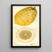 Citrus medica Lyman - Deborah Griscom Passmore — framed artwork on a wall
