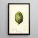 Reproduction of the painting Citrus medica Pomo d'Adams - Deborah Griscom Passmore