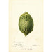 Reproduction of the painting Citrus medica Pomo d'Adams - Deborah Griscom Passmore