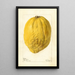 Citrus medica - Deborah Griscom Passmore — framed artwork on a wall
