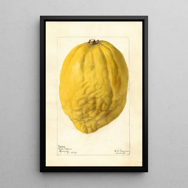 Citrus medica - Deborah Griscom Passmore — framed artwork on a wall