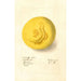 Citrus paradisi - Deborah Griscom Passmore — artwork view