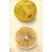 Citrus paradisi Ellen - Deborah Griscom Passmore — artwork view