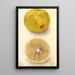 Citrus paradisi Ellen - Deborah Griscom Passmore — framed artwork on a wall