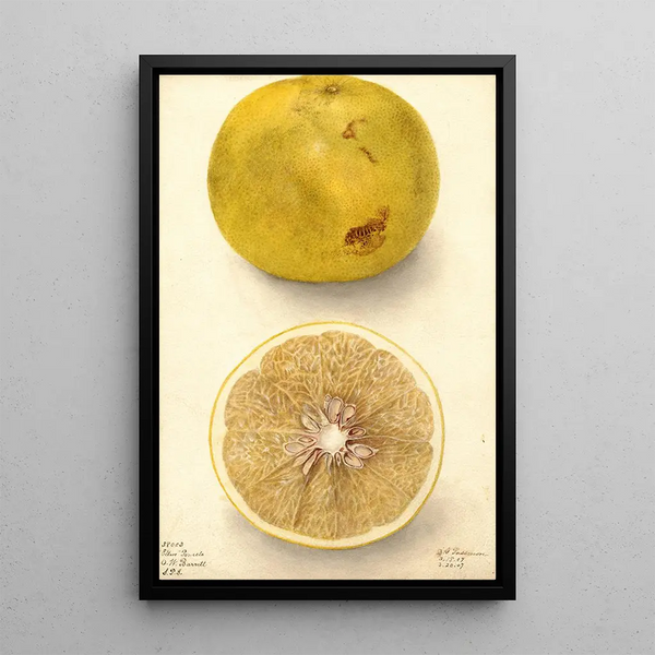 Citrus paradisi Ellen - Deborah Griscom Passmore — framed artwork on a wall