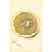 Reproduction of the painting Citrus paradisi Silver Cluster - Deborah Griscom Passmore