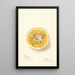 Citrus paradisi Thornton No - Deborah Griscom Passmore — framed artwork on a wall
