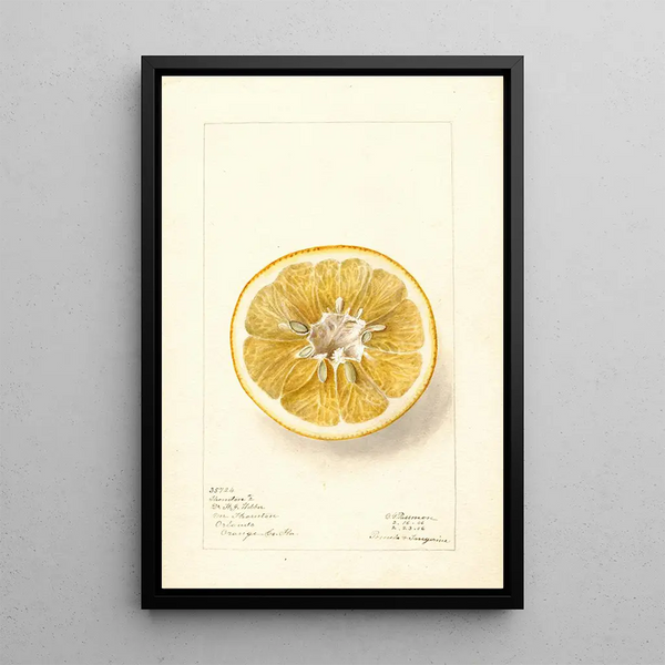 Citrus paradisi Thornton No - Deborah Griscom Passmore — framed artwork on a wall